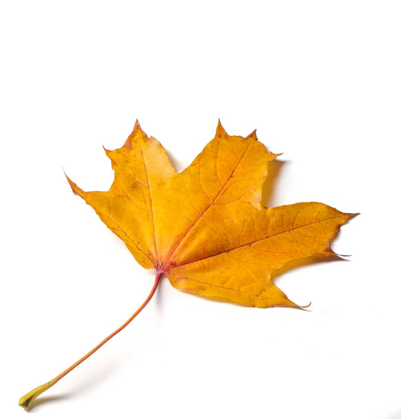 Осінній живопис, Осіннє кленове листя, Одиночний лист на білому фоні
 - Фото, зображення