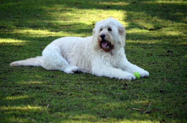Labrador Poodle mix breed resting on grass in a park. - Zdjęcie, obraz