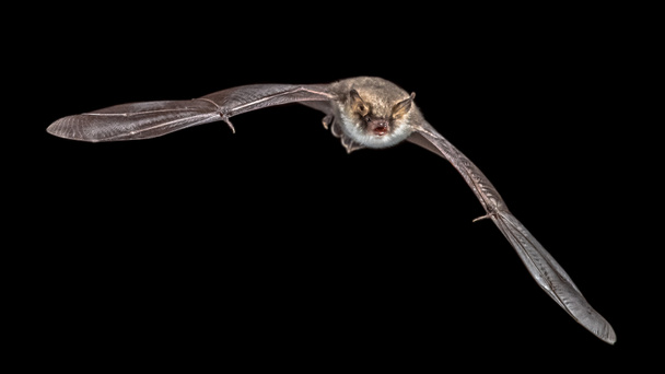 isolated Flying bat on black background - Photo, Image