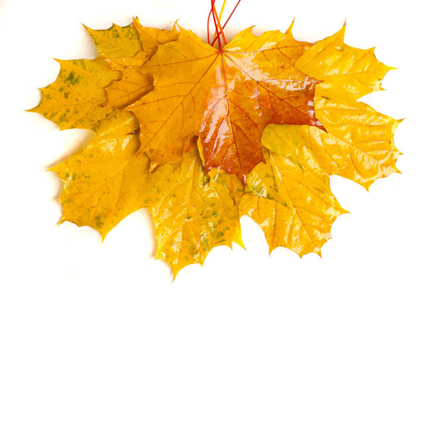 Autumn painting, Autumn maple leaves, different colors. Yellow,  - Foto, imagen