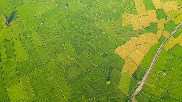 Vue aérienne du paysage des rizières vertes et jaunes diffèrent
 - Photo, image