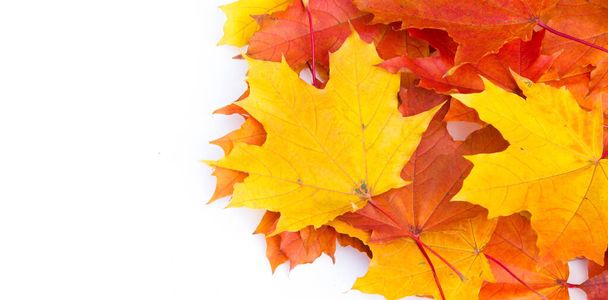 Textura de fondo, patrón. Hojas de arce colorido otoño. Arce
 - Foto, Imagen