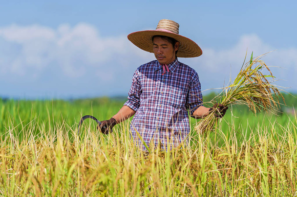 Aasialainen viljelijä työskentelee riisipellolla sinisen taivaan alla
 - Valokuva, kuva