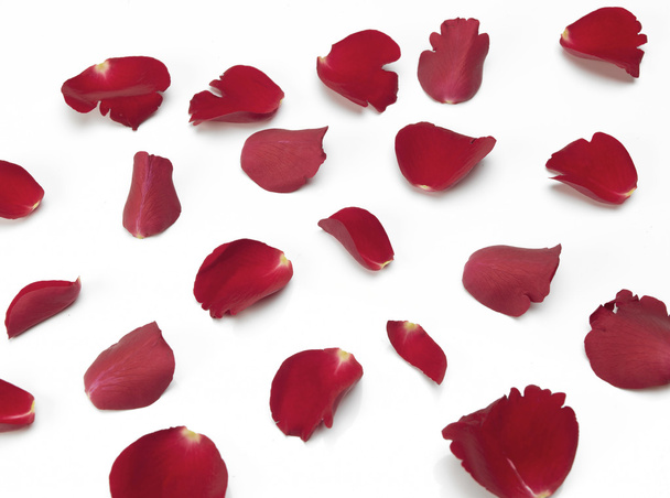 Pétalos de rosa roja dispersos
 - Foto, Imagen