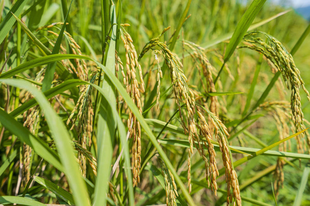 Close up of Rice spike in rice field - Photo, Image