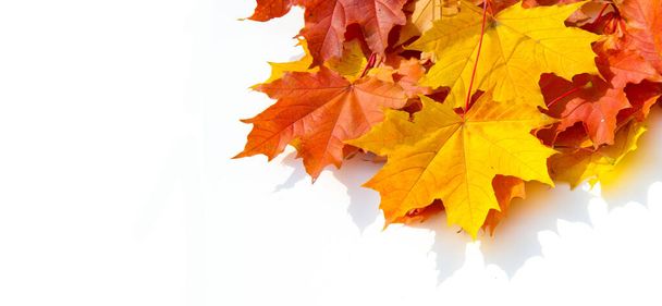 Texture background, pattern. Autumn colorful maple leaves. Maple - Photo, Image
