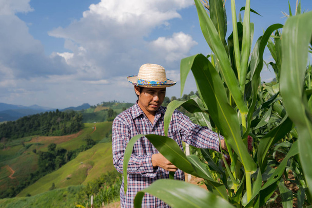Asian farmer checking plants on his farm in corn field under blu - Photo, Image