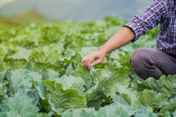 asiatischer Landwirt hält junge Setzlinge auf seinem Hof im Gemüsegarten - Foto, Bild