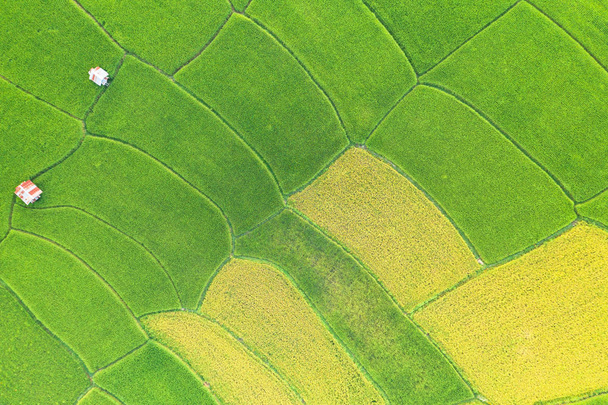 Antenni näkymä vihreä ja keltainen riisi kenttä maisema eroaa
 - Valokuva, kuva