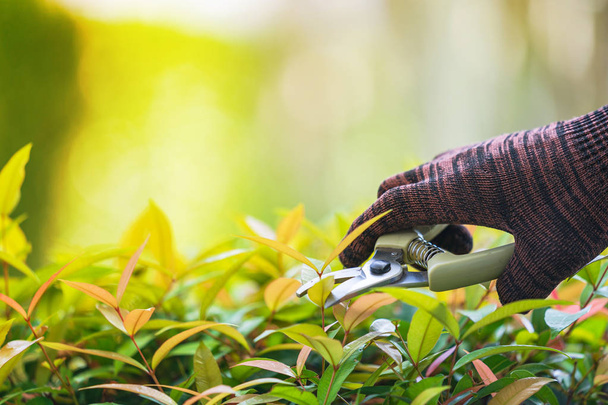 Pruning of ornamental trees at home in morning - Foto, imagen