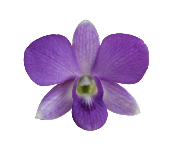 Violetti orkidea eristetty valkoisella pohjalla
 - Valokuva, kuva