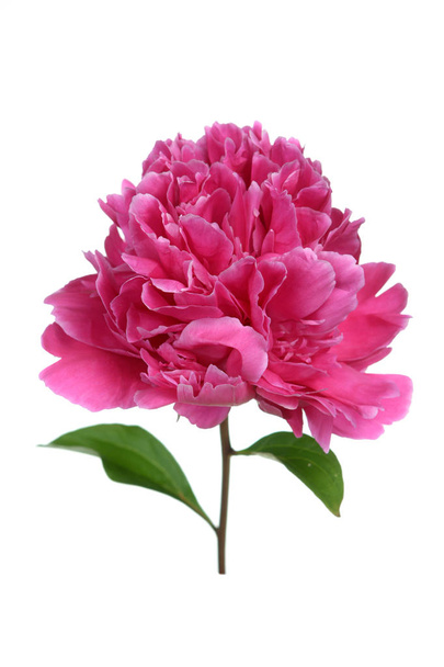 Kauniita kukkivat vaaleanpunainen pioni eristetty valkoinen
 - Valokuva, kuva