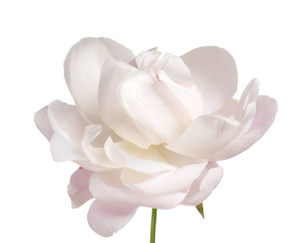 Cabeza de flor de peonía rosa aislada en blanco
 - Foto, imagen