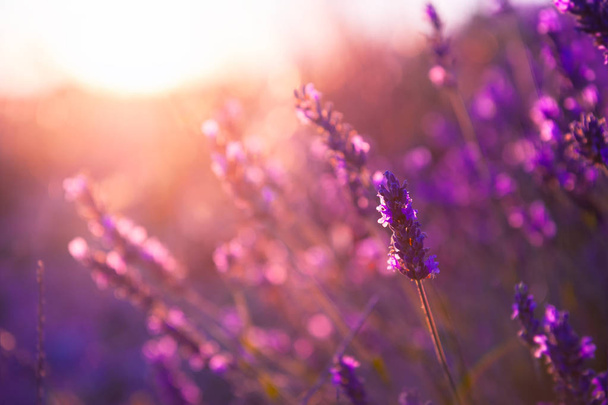 プロヴァンス、フランスの夕日にラベンダーの花.  - 写真・画像