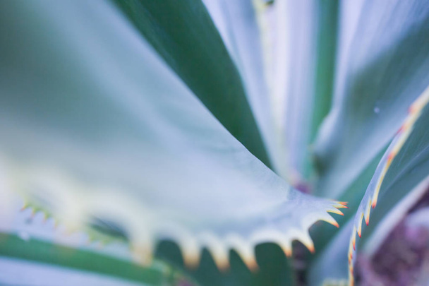 Doğadaki yaprak deseni soyut arkaplan - Fotoğraf, Görsel