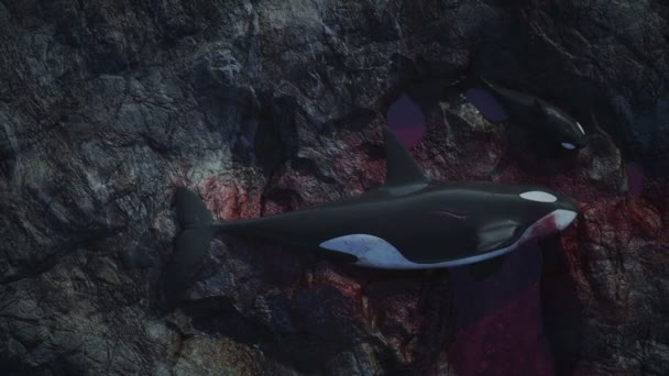 Zabójcze wieloryby umierające - Materiał filmowy, wideo