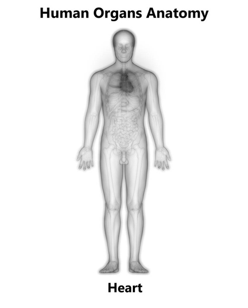Anatomie des menschlichen Herzens. 3d - Illustration - Foto, Bild