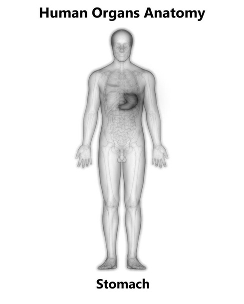 Sistema Digestivo Humano Anatomia do Estômago Vista Anterior. 3D
 - Foto, Imagem