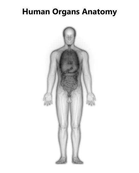 Human Digestive  Small Intestine Anatomy. 3D - Photo, Image