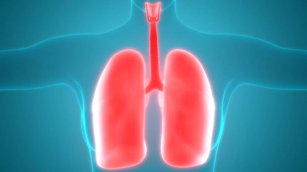 Ανθρώπινο Αναπνευστικό Σύστημα Πνεύμονες Ανατομία. 3D - Φωτογραφία, εικόνα