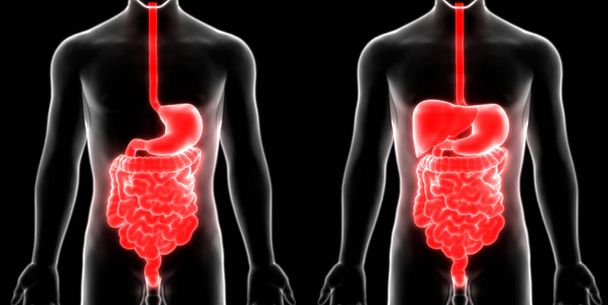 Sistema digestivo humano Anatomía del intestino delgado y grueso. 3D - Foto, imagen