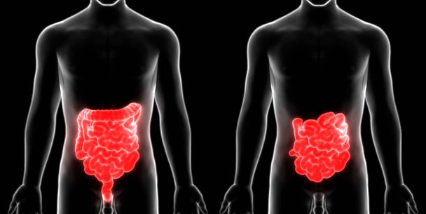 Système digestif humain Anatomie du gros et du petit intestin. 3D - Photo, image