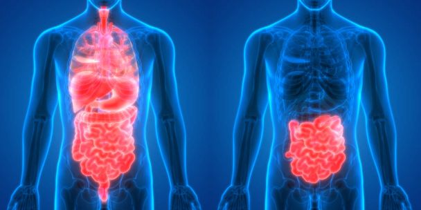 ヒト消化器系大小の腸内解剖学。3D - 写真・画像