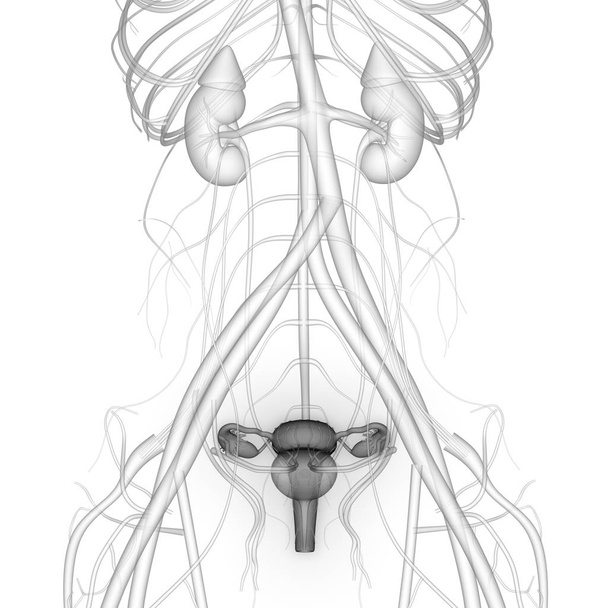 Kadın Üreme Sistemi Anatomisi. 3D - Görüntü - Fotoğraf, Görsel