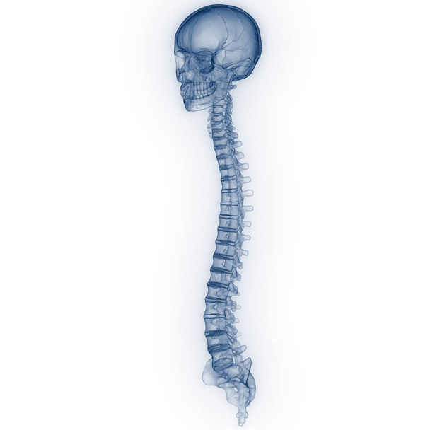 Omurgalı kafatası. 3D - Görüntü - Fotoğraf, Görsel
