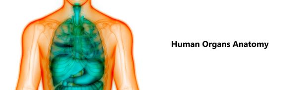 Emberi test szervek anatómiája. 3d - Illusztráció - Fotó, kép