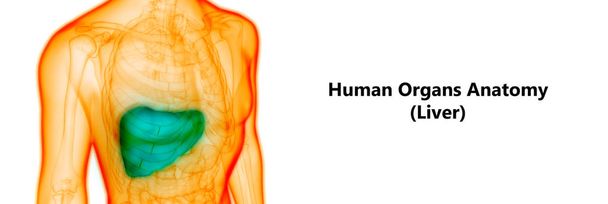 Ανθρώπινη Εσωτερική Πεπτική Ανατομία του ήπατος. 3D - Φωτογραφία, εικόνα