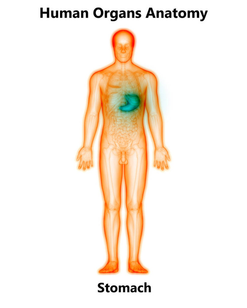 Lidský trávicí systém břicho anatomie přední pohled. 3D - Fotografie, Obrázek