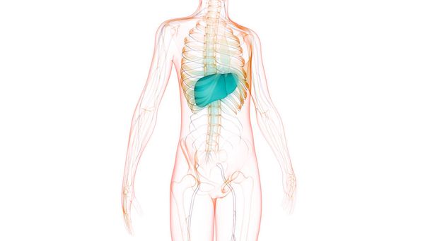 Human Internal Digestive Organ Liver Anatomy (en inglés). 3D - Foto, imagen