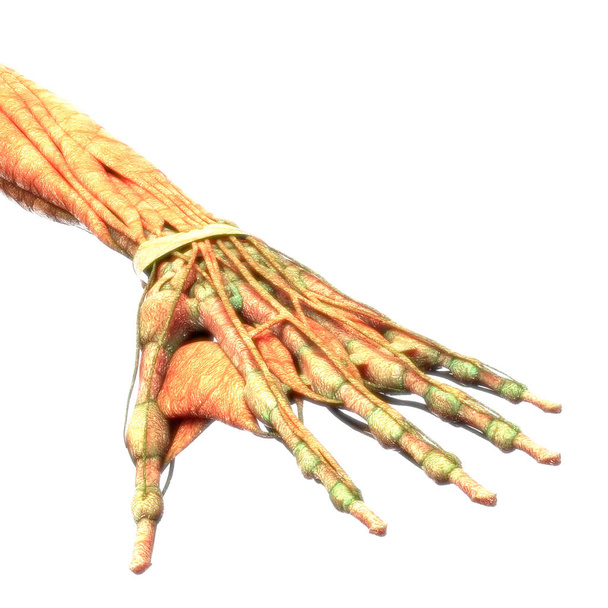 Anatomía de dolores de articulación esqueleto humano (articulación de la mano). 3D Ilustración
 - Foto, Imagen