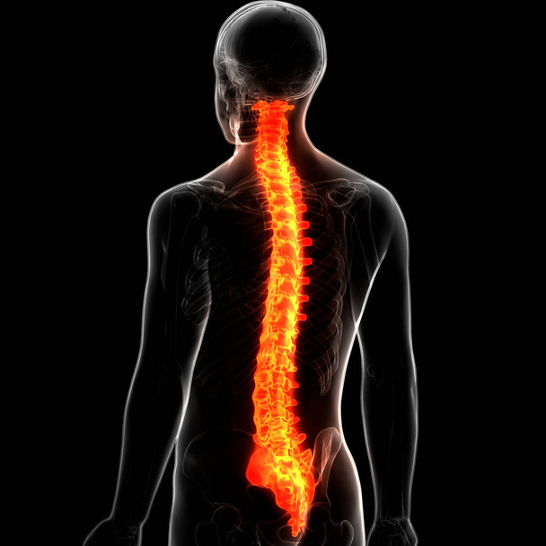 Columna vertebral Vértebras torácicas de la anatomía del sistema esquelético humano. 3D Ilustración
 - Foto, Imagen