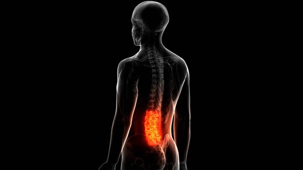La médula espinal es una parte de la anatomía del esqueleto humano (vértebras lumbares). 3D Ilustración
 - Foto, Imagen