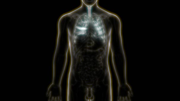 Ihmisen hengityselimet Keuhkot Anatomia. 3D - Valokuva, kuva