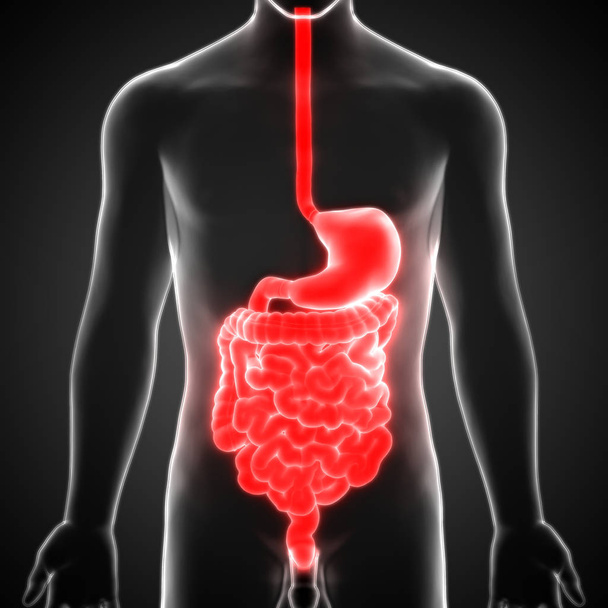Estómago del sistema digestivo humano con anatomía del intestino delgado. 3D Ilustración
 - Foto, imagen