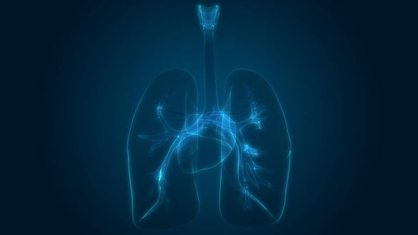 人間の呼吸器系の肺の解剖学。3D - 写真・画像