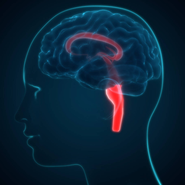 Zentralorgan des menschlichen Nervensystems Gehirnanatomie. 3d - Illustration - Foto, Bild