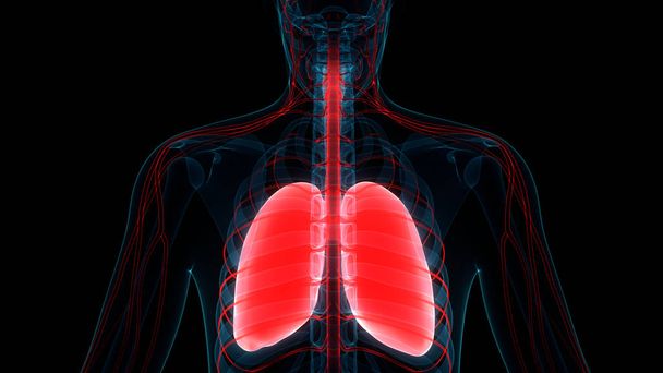Human Respiratory System Lungs Anatomy 3D - Фото, зображення