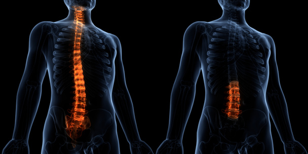Ihmisen luuston anatomian selkärangan rintanikamat. 3D - Kuvitus
 - Valokuva, kuva