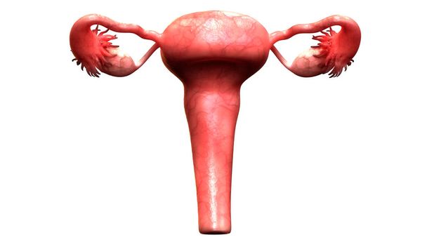 Anatomia del sistema riproduttivo femminile. 3D - Illustrazione
 - Foto, immagini