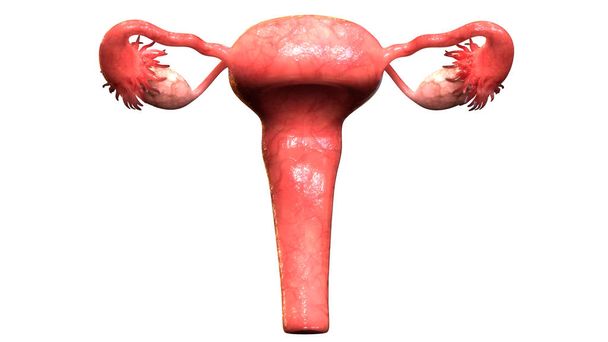 Female reproductive system Free Stock Photos, Images, and Pictures of  Female reproductive system