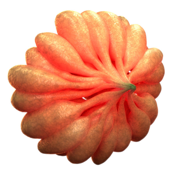 Órgano del cuerpo femenino humano (glándula mamaria). 3D Ilustración
 - Foto, imagen