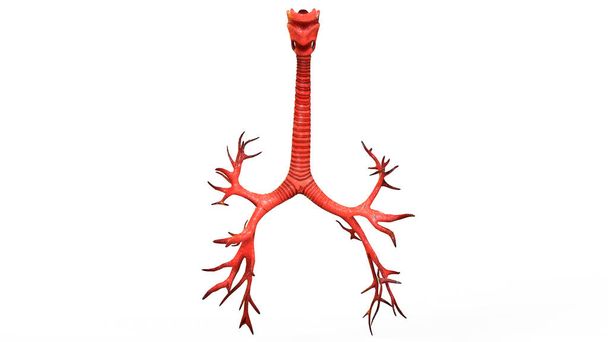 Emberi légzőszervi Tüdő Anatómia. 3d - Illusztráció - Fotó, kép