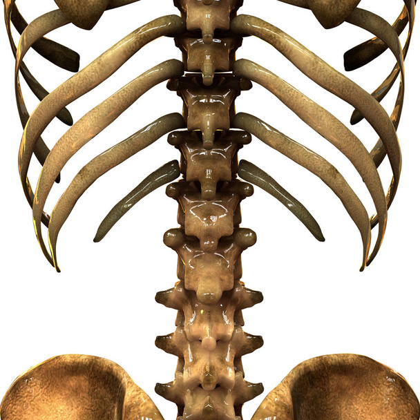 Sistema esquelético humano Anatomía de la caja torácica (Vista anterior). 3D Ilustración
 - Foto, imagen