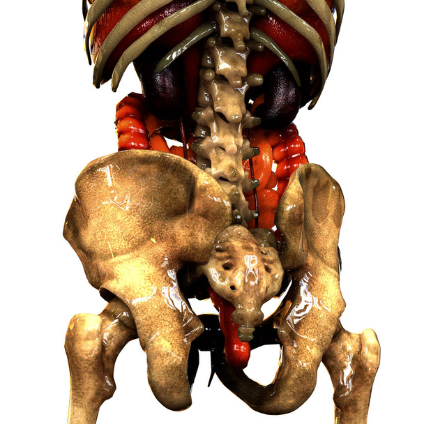 İnsan iskelet kalça ve Pelvis - Fotoğraf, Görsel