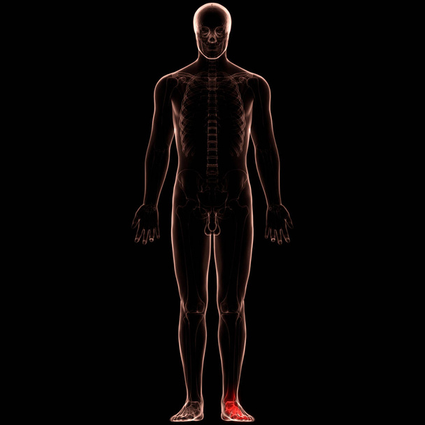 Anatomie des menschlichen Körpers Knochengelenkschmerzen. 3d - Illustration - Foto, Bild