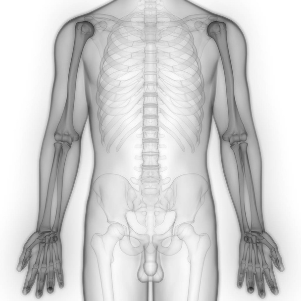 Anatomia delle articolazioni delle mani ossee del sistema scheletrico umano. 3D - Illustrazione - Foto, immagini